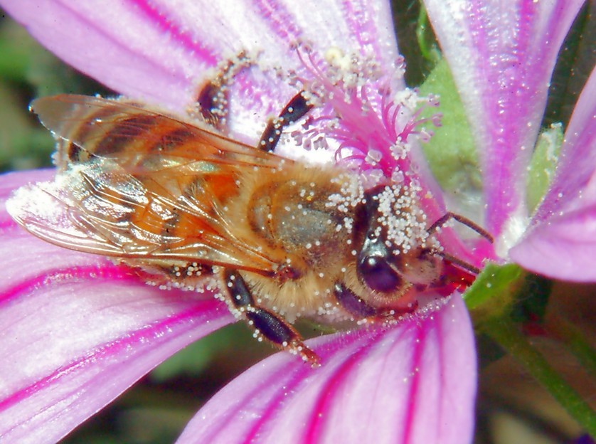 Macrofotografia, che passione!
